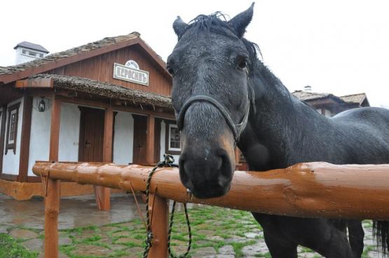 Хутор Старозолотовский 